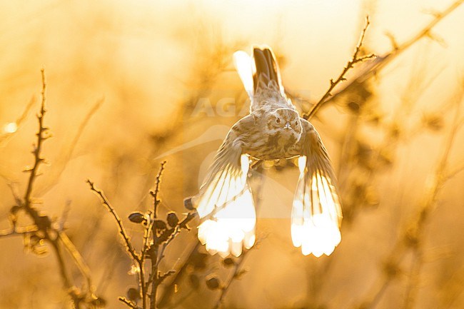 Common Reed Bunting (Emberiza schoeniclus) in Italy. stock-image by Agami/Daniele Occhiato,