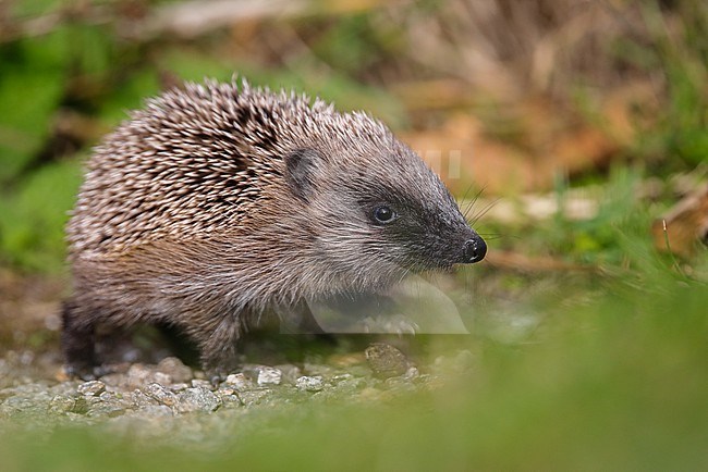 European hedgehog (Erinaceus europaeus) walking on the ground, with a green and brown background, in Brittany, France. stock-image by Agami/Sylvain Reyt,