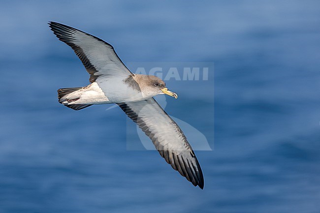 Scopoli's Shearwater, Calonectris diomedea, flying over the sea off the coast in Italy. stock-image by Agami/Daniele Occhiato,