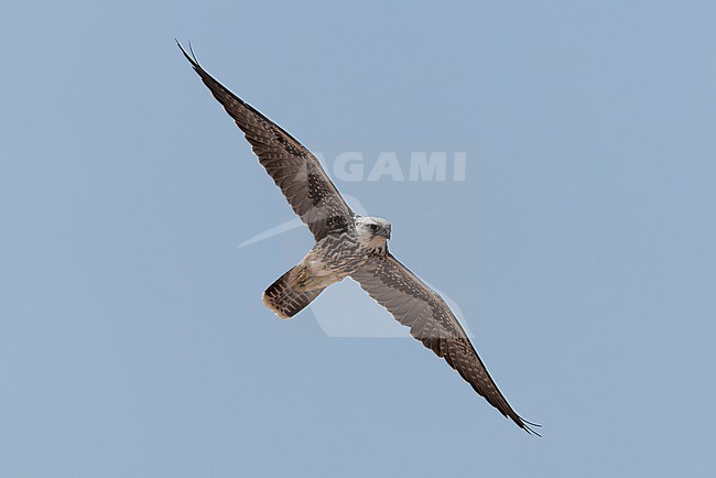 Lanner Falcon (Falco biarmicus erlangeri) in flight. stock-image by Agami/David Monticelli,