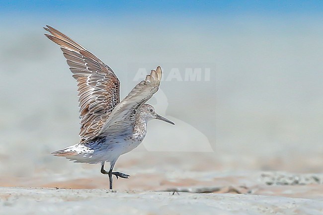 Great Knot, (Calidris tenuirostris), standing on tidal mudflat with wings up stock-image by Agami/Georgina Steytler,