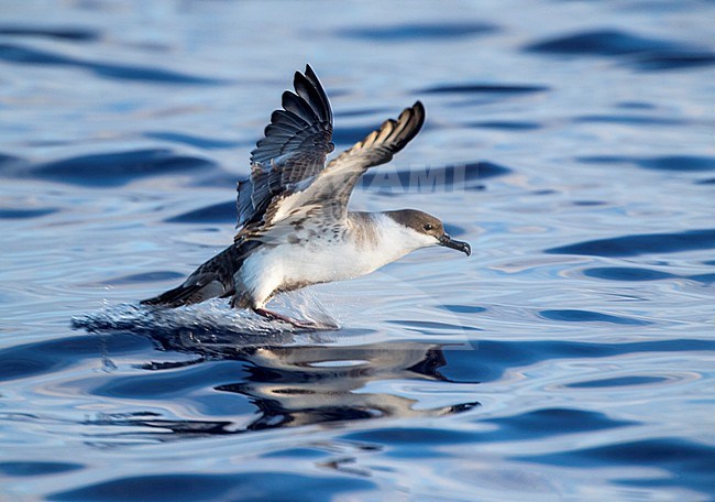 Great Shearwater (Puffinus gravis) at sea offshore the Azores, Portugal. Landing on the ocean surface. stock-image by Agami/Marc Guyt,