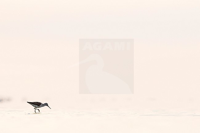Common Greenshank - Grünschenkel - Tringa nebularia, Germany, adult stock-image by Agami/Ralph Martin,