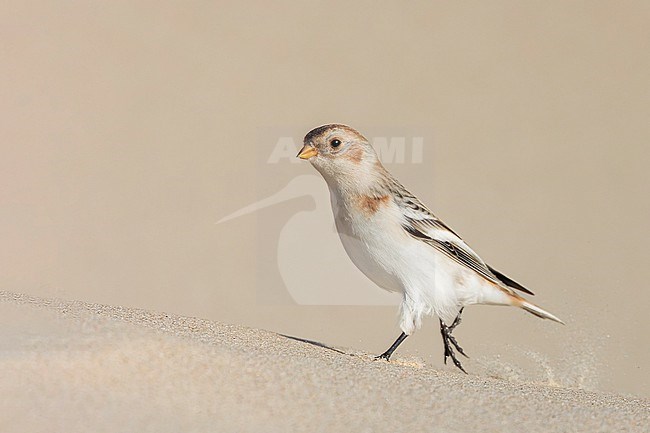 A Snow Bunting is seen from the side against a clear light beige background walking on a sand dune. stock-image by Agami/Jacob Garvelink,