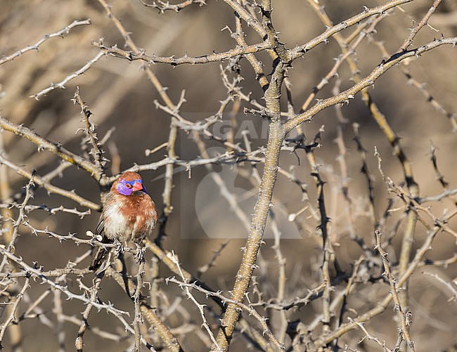 Violet-eared Waxbill (Granatina granatina) in South Africa. stock-image by Agami/Pete Morris,