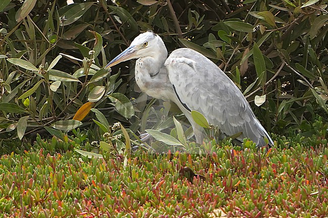 Mauritanian Heron, Ardea monicae, in Senegal. stock-image by Agami/Dani Lopez-Velasco,