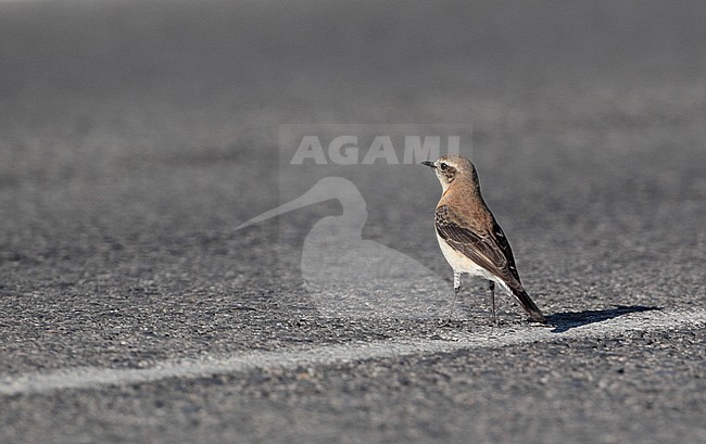 Western Black-eared Wheatear, Oenanthe hispanica (female), Bolonia, Andalucia, Spain stock-image by Agami/Helge Sorensen,