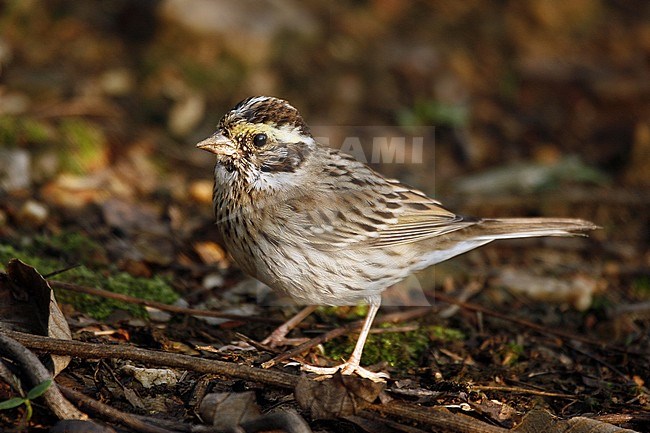 Female Yellow-browed bunting (Emberiza chrysophrys) in China. stock-image by Agami/Jonathan Martinez,