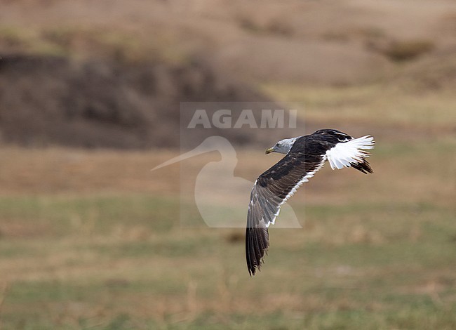 Third year Baltic Gull (Larus fuscus) summering in Uganda. In flight showing upper wing pattern. stock-image by Agami/Dani Lopez-Velasco,