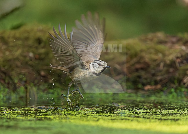 Crested Tit (Lophophanes cristatus) in flight stock-image by Agami/Lennart Verheuvel,