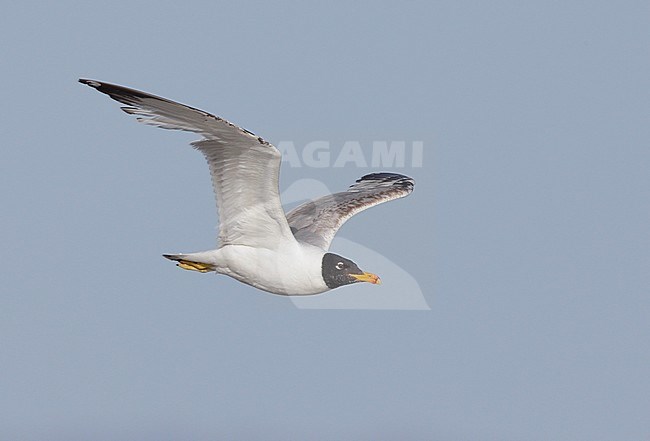 Derde zomer Reuzenzwartkopmeeuw, Third summer Pallas's Gull stock-image by Agami/Mike Danzenbaker,