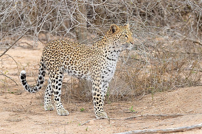 Leopard (Panthera pardus), adult female standing on the ground, Mpumalanga, South Africa stock-image by Agami/Saverio Gatto,