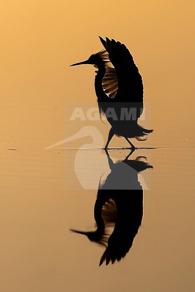 Snowy Egret (Egretta thula) hunting in morning light in Florida USA. stock-image by Agami/Marcel Burkhardt,