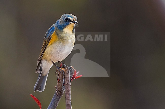 Mannetje Blauwstaart; Male Red-flanked Bluetail stock-image by Agami/Daniele Occhiato,