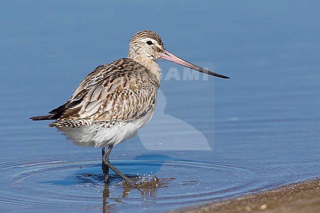 Bar-tailed Godwit (Limosa lapponica), standing in the water, Liwa, Al Batinah, Oman stock-image by Agami/Saverio Gatto,