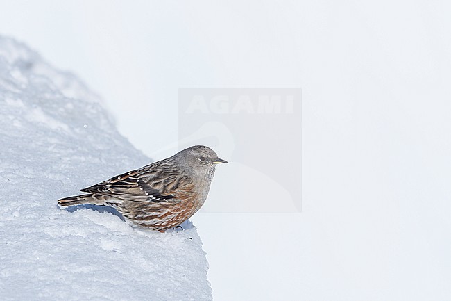 Alpine Accentor (Prunella collaris) sitting in a snow coverd moutain landscape in the swiss alps. stock-image by Agami/Marcel Burkhardt,