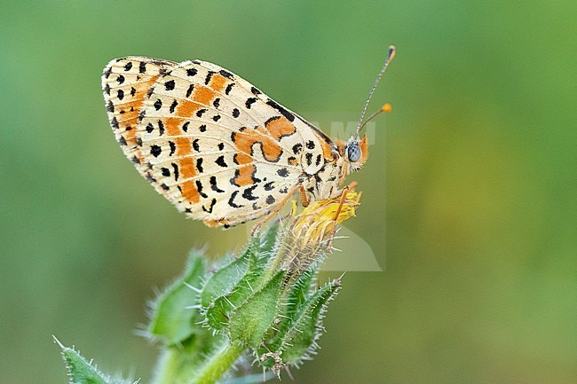 Spotted Fritillary (Melitaed didyma), side view of an adult perched on a flower, Campania, Italy stock-image by Agami/Saverio Gatto,