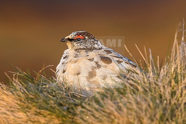 Icelandic Rock Ptarmigan (Lagopus mutus islandorum), an endemic subspecies to Iceland. stock-image by Agami/Daniele Occhiato,