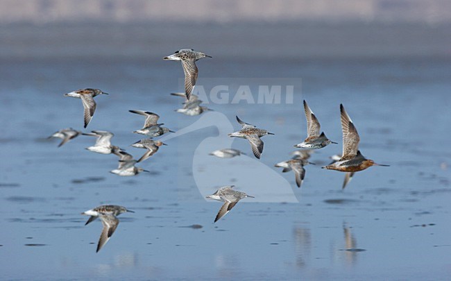 Groep Grote Kanoeten in vlucht; Group of Great Knot in flight stock-image by Agami/Ran Schols,