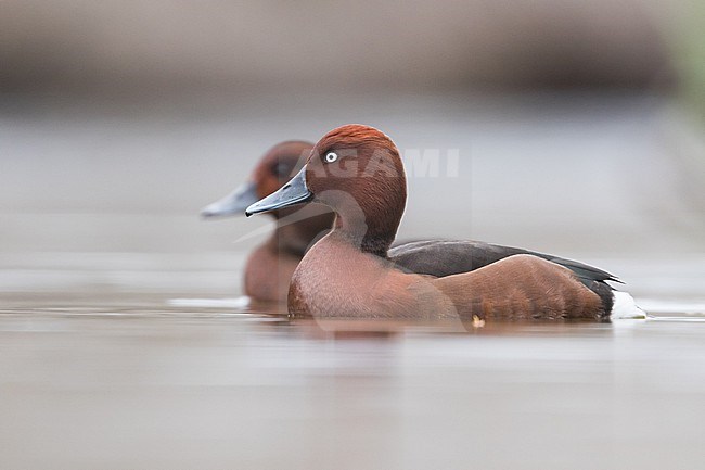 Ferruginous Duck - Moorente - Aythya nyroca, Spain (Andalucia), pair, adult stock-image by Agami/Ralph Martin,