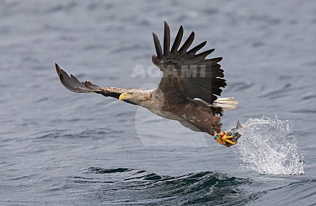Zeearend, White-tailed Eagle, Haliaeetus albicilla stock-image by Agami/Jari Peltomäki,