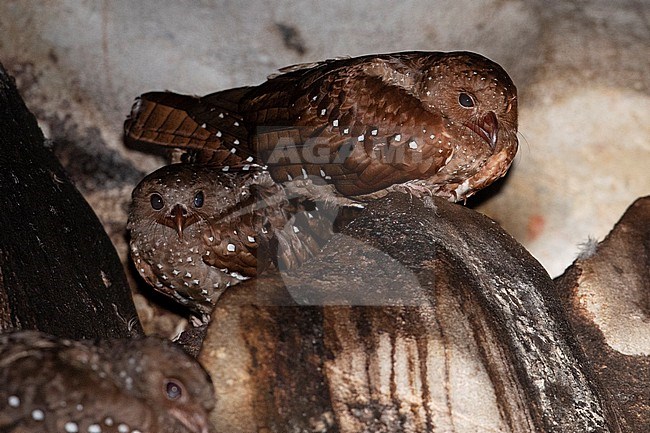 Oilbirds in a limestone cave in Antioquia, Colombia stock-image by Agami/Tom Friedel,