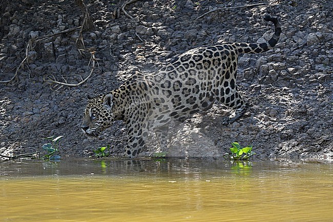 Jaguar (Panthera onca) on a hunt, Pantanal. Brazil stock-image by Agami/Eduard Sangster,