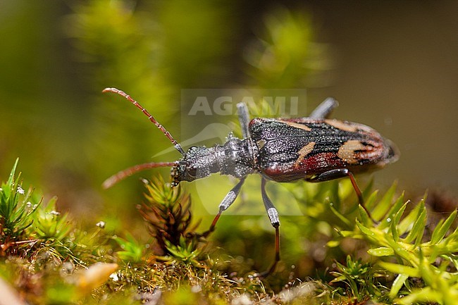Rhagium bifasciatum - Two-banded Longhorn beetle - Gelbbindige Zangenbock, Germany (Baden-Württemberg), imago stock-image by Agami/Ralph Martin,