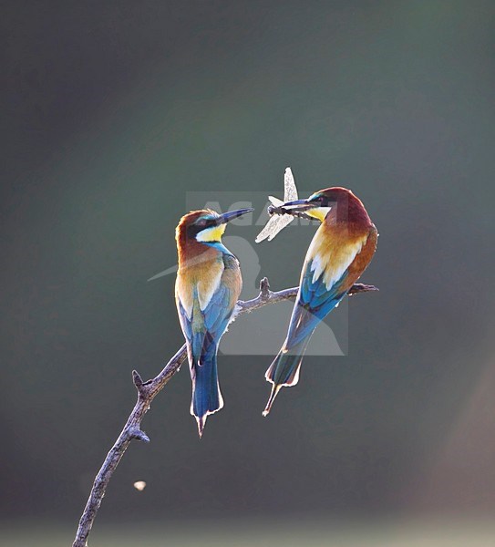 Paartje Bijeneters; Pair of European Bee-eater stock-image by Agami/Marc Guyt,