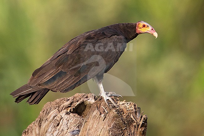 Greater Yellow-headed Vulture (Cathartes melambrotus) at Puerto Nariño, Amazonas, Colombia. stock-image by Agami/Tom Friedel,