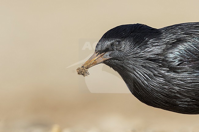 Spotless Starling - Einfarbstar - Sturnus unicolor, Spain, adult stock-image by Agami/Ralph Martin,