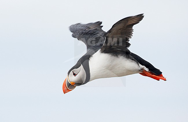 Volwassen Papegaaiduiker in de vlucht; Adult Atlantic Puffin in flight stock-image by Agami/Markus Varesvuo,