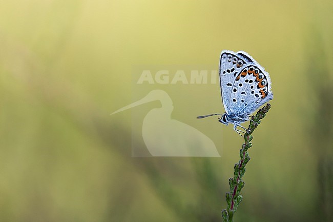 Male Silver-studded Blue stock-image by Agami/Wil Leurs,