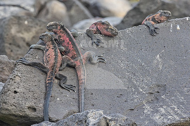 Marine iguana (Amblyrhynchus cristatus venustissimus) on Española Island in the Galapagos Islands, part of the Republic of Ecuador. Also known as the sea iguana, saltwater iguana, or Galápagos marine iguana. stock-image by Agami/Pete Morris,