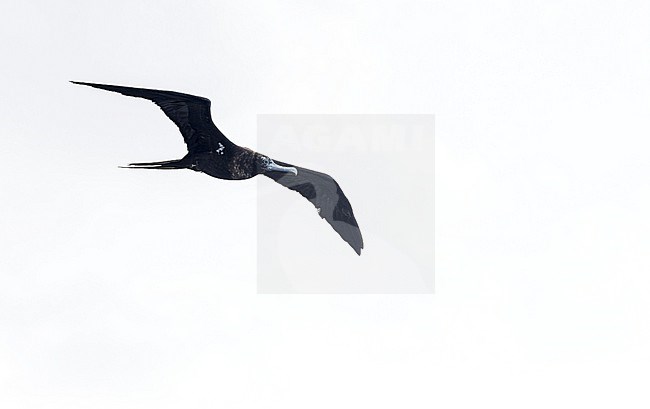 Dark morph subadult female Ascension frigatebird (Fregata aquila) around Boatswain Bird Island and Ascension Island in the tropical Atlantic Ocean. stock-image by Agami/Martijn Verdoes,
