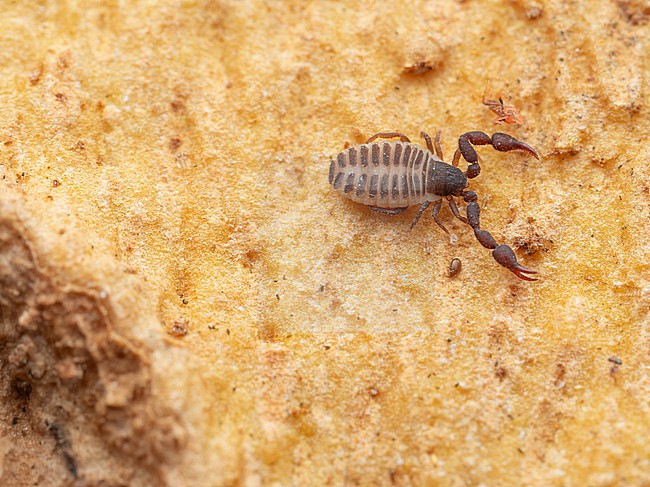Chernes hahnii is a type of pseudoscorpion that lives on Plantanus stock-image by Agami/Arnold Meijer,