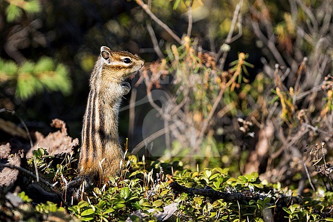 Adult Siberian Chipmunk (Tamias sibiricus) in forest in Russia (Buryatia). Alert looking straight ahead on forest floor. stock-image by Agami/Ralph Martin,