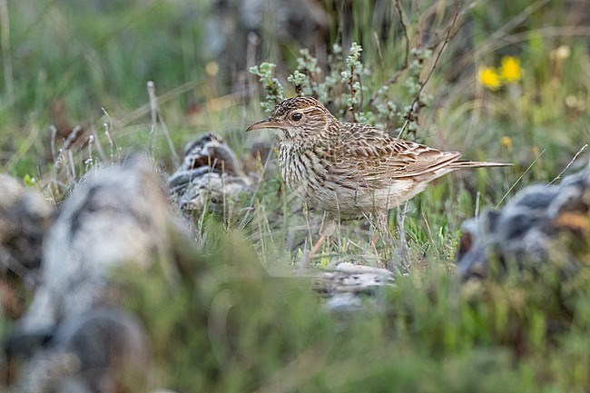 Dupont's Lark (Chersophilus duponti) sitting on the ground in central Spain. stock-image by Agami/Marcel Burkhardt,