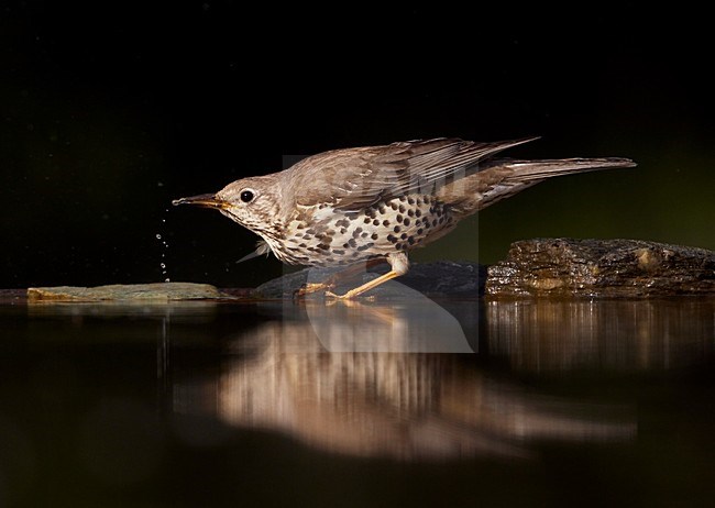 Grote Lijster; Mistle Thrush (Turdus viscivorus) Hungary May 2008 stock-image by Agami/Markus Varesvuo / Wild Wonders,