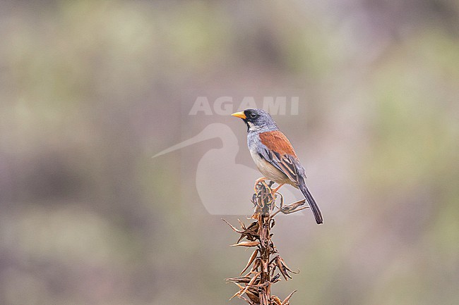 Buff-bridled Inca Finch (Incaspiza laeta) in northern Peru. stock-image by Agami/Pete Morris,