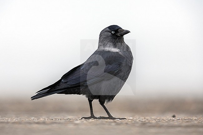 Adult Russian Jackdaw (Coloeus monedula monedula) on the ground in Browersdam, Zeeland, the Netherlands. stock-image by Agami/Vincent Legrand,