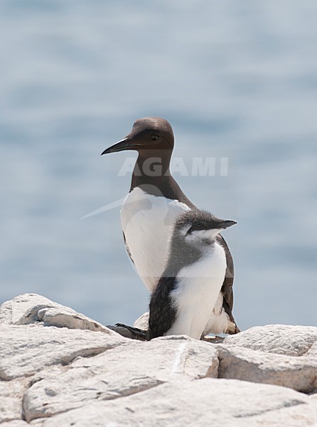 Zeekoet met jong; Common Murre with young stock-image by Agami/Han Bouwmeester,