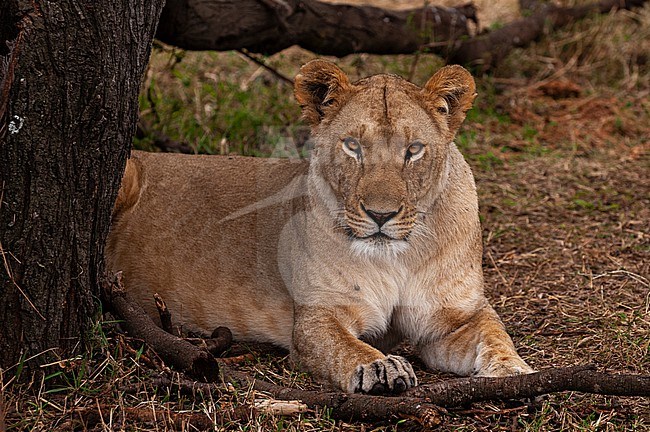 Portrait of a lioness, Panthera leo, resting. Mara National Reserve, Kenya. stock-image by Agami/Sergio Pitamitz,