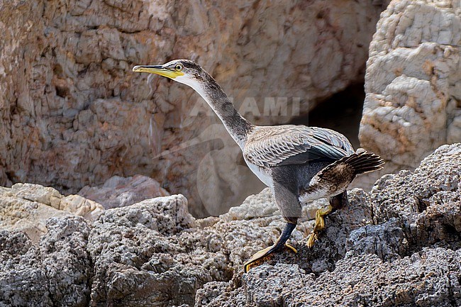 Young European Shag (Gulosus aristotelis) sitting on a rock, showing cloaca, Spain stock-image by Agami/Tomas Grim,