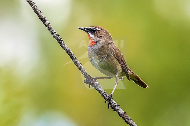 First summer male Siberian Rubythroat (Calliope calliope) perched on a branch in Monetnyy, near Ekaterinburg, Russian Federation. stock-image by Agami/Vincent Legrand,