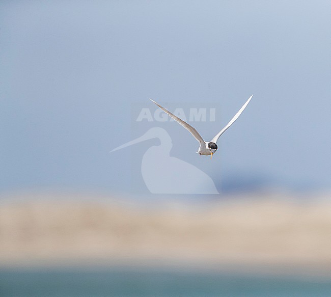 Adult Fairy Tern (Sternula nereis davisae), an endangered subspecies from New Zealand. It has been on the brink of extinction for decades. stock-image by Agami/Marc Guyt,