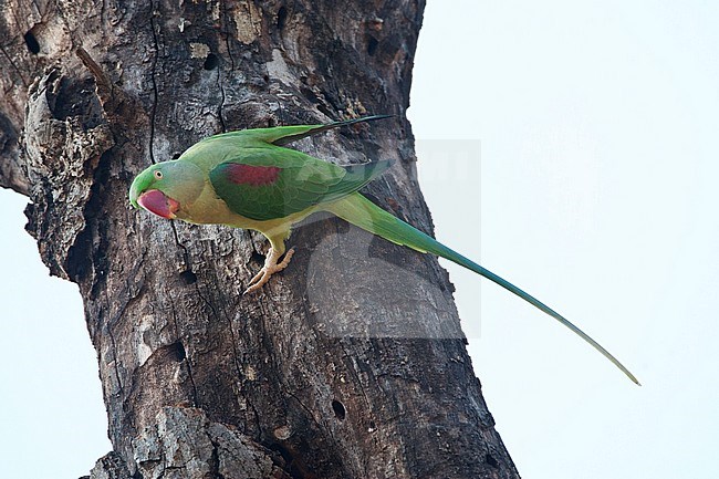 Alexanderparkiet zittend in een boom; Alexandrine Parakeet (Psittacula eupartia) perched in a tree stock-image by Agami/Marc Guyt,