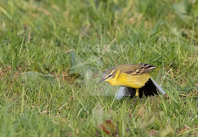 Adult male Channel wagtail (flava x flavissima intergrade) standing in a meadow near Deventer in the Netherlands. stock-image by Agami/Edwin Winkel,