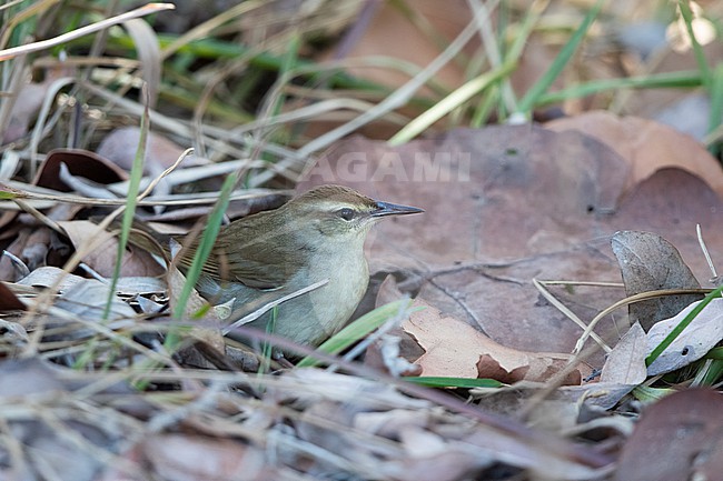 Swainson's Warbler (Limnothlypis swainsonii) foraging between leaves on the ground at Dry Tortugas, USA stock-image by Agami/Helge Sorensen,