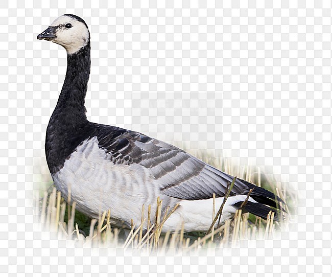 Barnacle Goose, Branta leucopsis, seen from the side. stock-image by Agami/Markus Varesvuo,